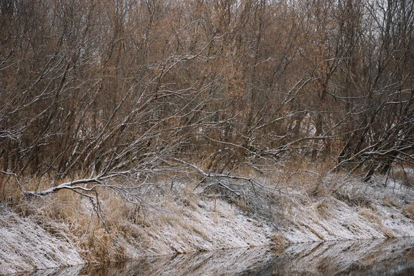 Деревья Возле Реки Поздней Осенью Сухой Травой Первым Снегом Живописный — стоковое фото