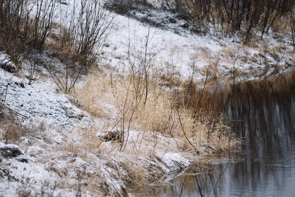 河边有树木 长满了干草 下着第一场雪 — 图库照片