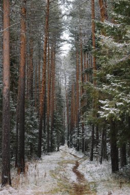 Sonbaharın sonlarında ormanda. Uzun ağaçların arasında bir patika.
