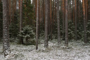 İlk kardan sonra sonbaharın sonlarında dallı kabarık köknar ağaçları