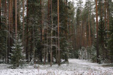İlk kardan sonra sonbaharın sonlarında dallı kabarık köknar ağaçları