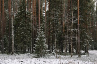 İlk kardan sonra sonbaharın sonlarında dallı kabarık köknar ağaçları