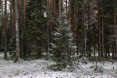İlk kardan sonra sonbaharın sonlarında dallı kabarık köknar ağaçları