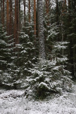 İlk kardan sonra sonbaharın sonlarında dallı kabarık köknar ağaçları