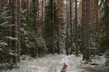 Sonbaharın sonlarında ormanda. Uzun ağaçların arasında bir patika.