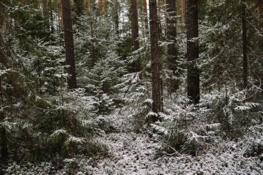 İlk kardan sonra sonbaharın sonlarında dallı kabarık köknar ağaçları