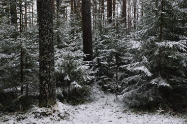 İlk kardan sonra sonbaharın sonlarında dallı kabarık köknar ağaçları