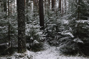 İlk kardan sonra sonbaharın sonlarında dallı kabarık köknar ağaçları