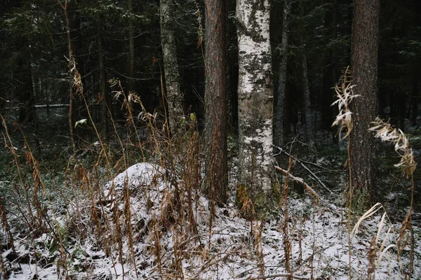 Sen Höst Myrstack Dammad Med Det Första Tunna Lagret Snö — Stockfoto