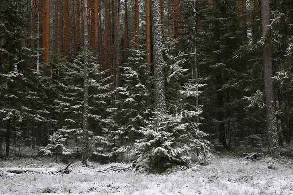 Branchy Fluffy Fir Trees Late Autumn First Snow — Stock Photo, Image