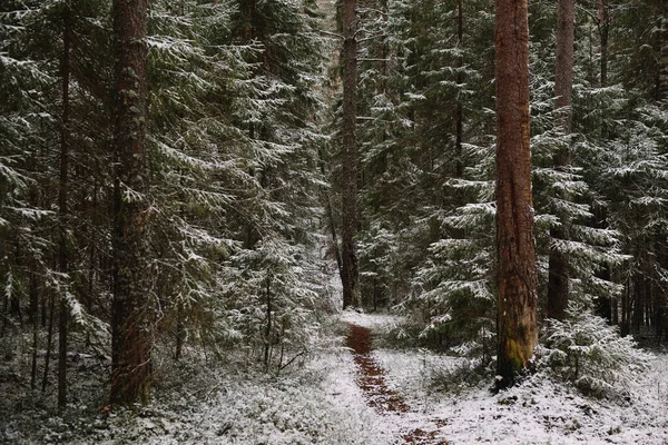 Late Autumn Forest Path Tall Trees — Stock Photo, Image