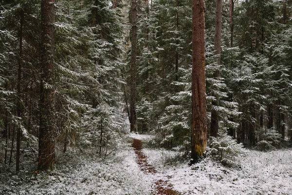 Late Autumn Forest Path Tall Trees — Stock Photo, Image