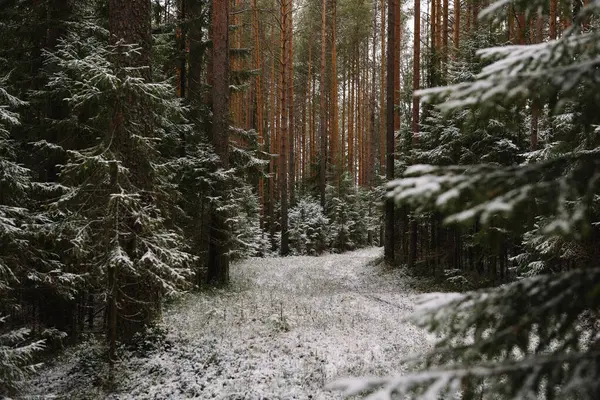 Verzweigte Flauschtannen Spätherbst Nach Dem Ersten Schnee — Stockfoto