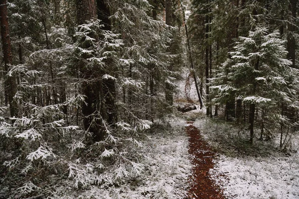 Late Autumn Forest Path Tall Trees — Stock Photo, Image