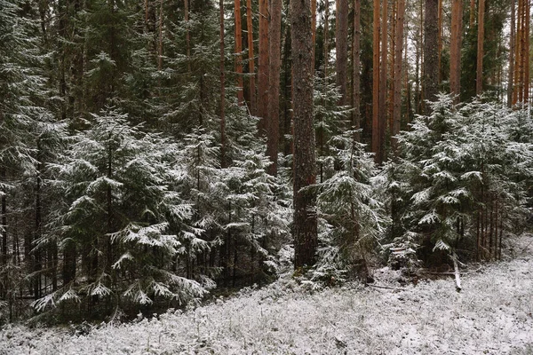 Branchy Fluffy Fir Trees Late Autumn First Snow — Stock Photo, Image