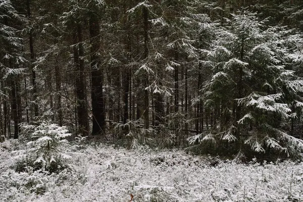 Sapins Duveteux Ramifiés Fin Automne Après Première Neige — Photo