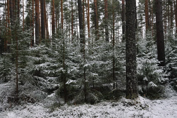 Branchy Fluffy Fir Trees Late Autumn First Snow — Stock Photo, Image