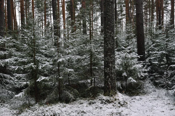 初雪过后 枝条蓬松的冷杉在秋末 — 图库照片