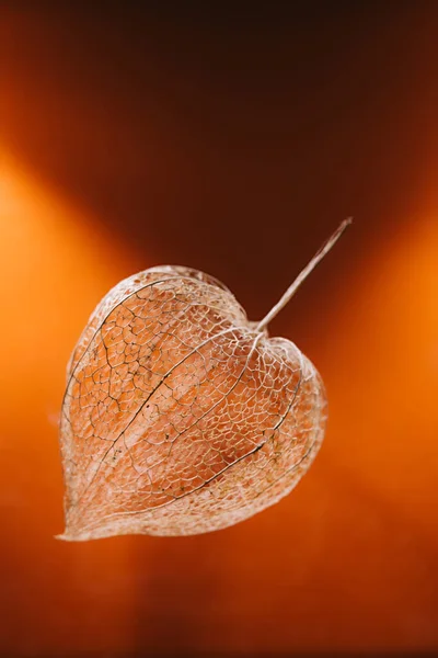 Tre Scatole Dal Frutto Physalis Nella Forma Cuore Uno Sfondo — Foto Stock