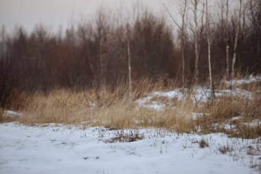 Sonbaharın sonlarında nehir kenarındaki ağaçlar kuru çimenler ve ilk karla kaplı. Manzara Görünümü.