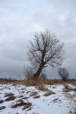 Sonbaharın sonlarında nehir kenarındaki ağaçlar kuru çimenler ve ilk karla kaplı. Manzara Görünümü.