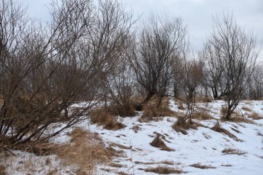 Sonbaharın sonlarında nehir kenarındaki ağaçlar kuru çimenler ve ilk karla kaplı. Manzara Görünümü.