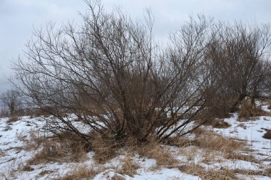 Sonbaharın sonlarında nehir kenarındaki ağaçlar kuru çimenler ve ilk karla kaplı. Manzara Görünümü.