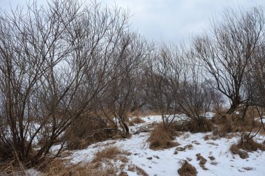 Sonbaharın sonlarında nehir kenarındaki ağaçlar kuru çimenler ve ilk karla kaplı. Manzara Görünümü.