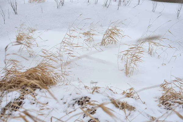Pole Nad Rzeką Późną Jesienią Suchą Trawą Pierwszym Śniegiem Widok — Zdjęcie stockowe