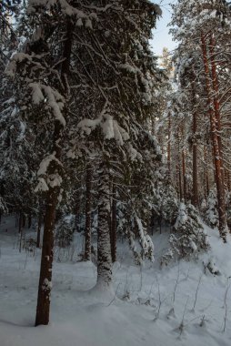 Karla kaplı buzlu yabani odun..