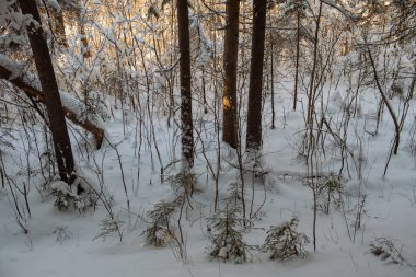 Karla kaplı buzlu yabani odun..