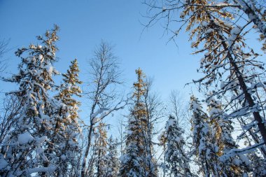 Karla kaplı buzlu yabani odun..