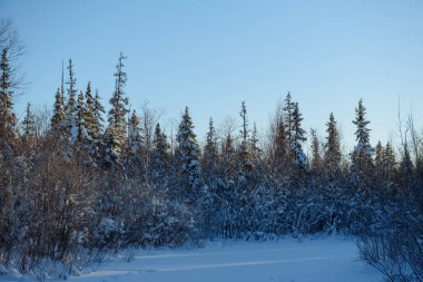 Karla kaplı buzlu yabani odun..