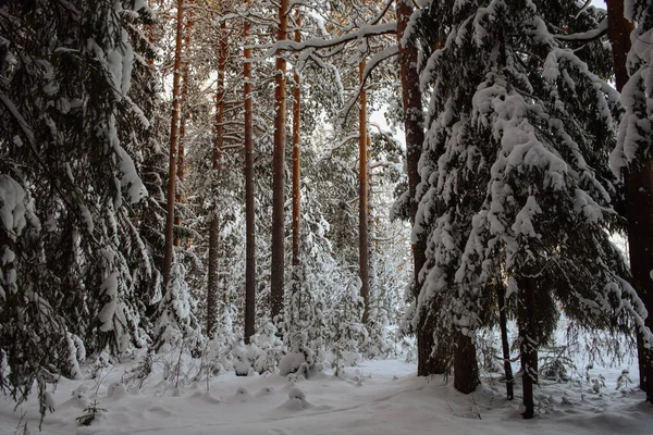 Frosty Vilt Trä Täckt Snö — Stockfoto