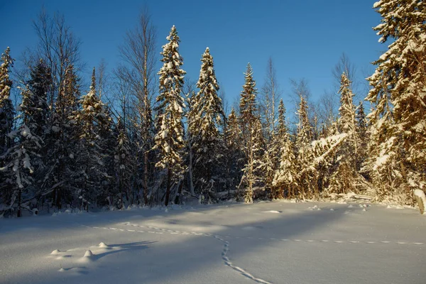 Frostiges Schneebedecktes Wildholz — Stockfoto