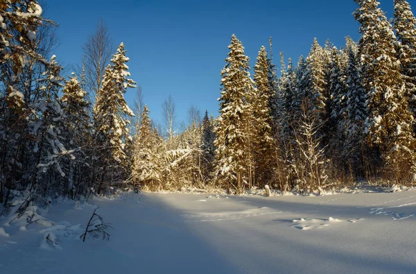 Frostiges Schneebedecktes Wildholz — Stockfoto