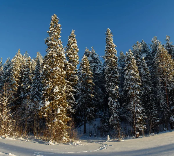 Selvaggina Ghiacciata Coperta Neve — Foto Stock