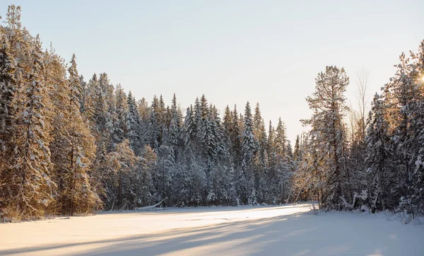 Frosty Wildwood Pokryté Sněhem — Stock fotografie