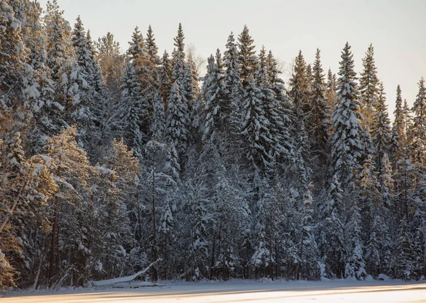 Selvaggina Ghiacciata Coperta Neve — Foto Stock