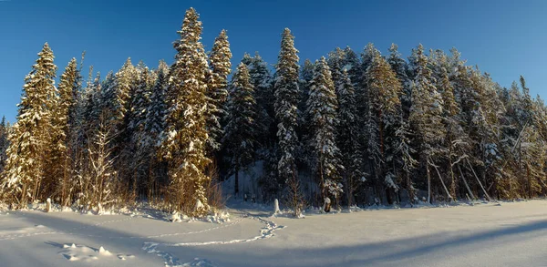 Ледяной Лес Покрытый Снегом — стоковое фото