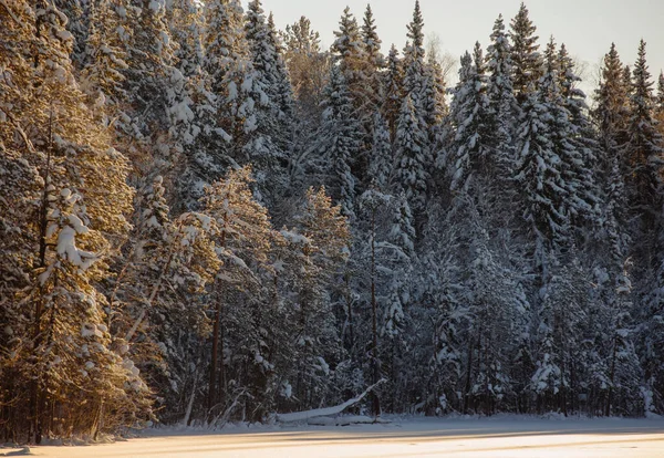 Frostiges Schneebedecktes Wildholz — Stockfoto