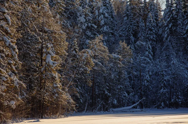 Selvaggina Ghiacciata Coperta Neve — Foto Stock