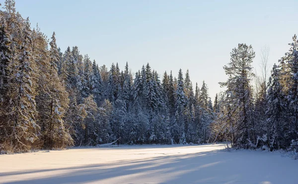 Frostiges Schneebedecktes Wildholz — Stockfoto