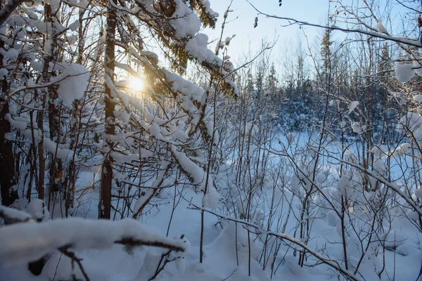 Frostiges Schneebedecktes Wildholz — Stockfoto