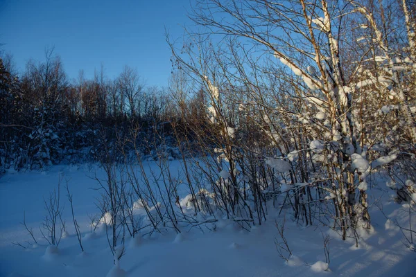 Frosty Wildwood Covered Snow — Stock Photo, Image