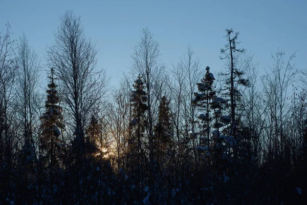 Mroźne Dzikie Drewno Pokryte Śniegiem — Zdjęcie stockowe
