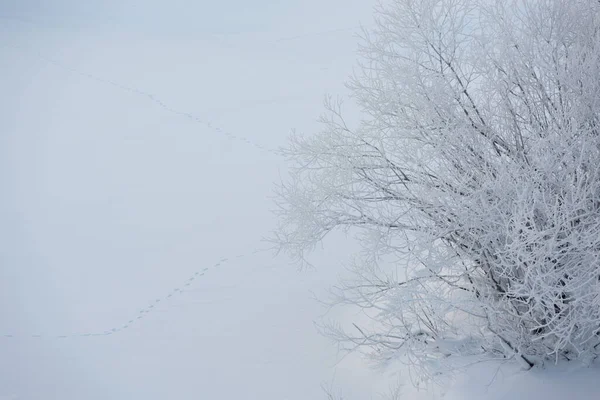 Frosty Morgon Floden Stranden — Stockfoto