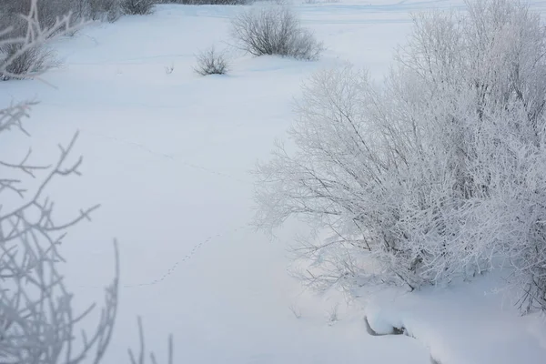 Frosty Matin Sur Rive Rivière — Photo