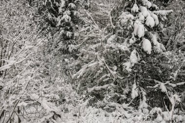 Karla kaplı orman kalın bir kar tabakasıyla kaplı..