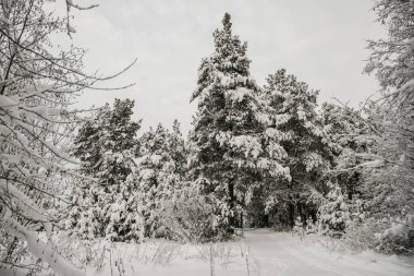 Karla kaplı bir orman kalın bir kar tabakasıyla kaplı ve uzun köknar ağaçlarından oluşan bir koridor boyunca uzanan bir kayak yolu var..